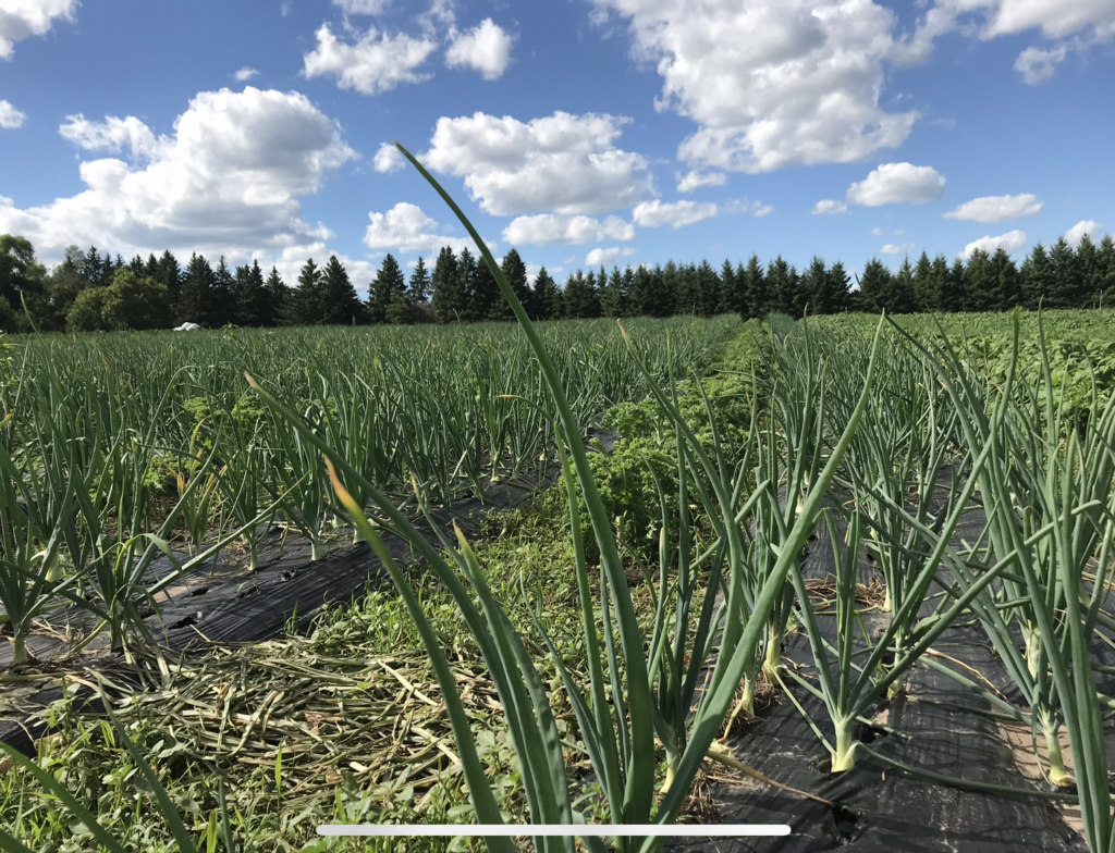 Onions growing to peak perfection!